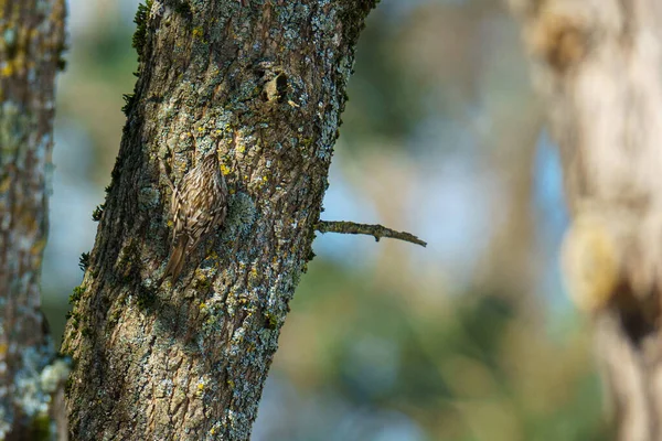 Closeup Shot Tree Trunk — Stock Photo, Image