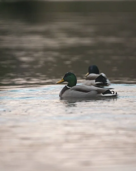Mallard Ducks Lake — Stock Photo, Image