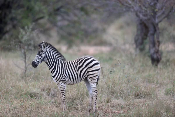 Zebra Kenya Szavannájában — Stock Fotó