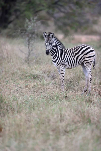 Zèbre Dans Savane — Photo