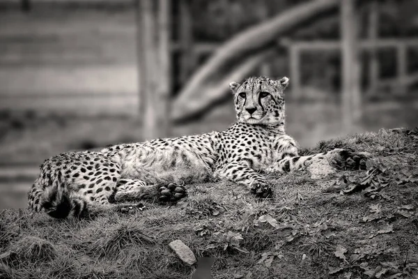 Λεοπάρδαλη Στο Ζωολογικό Κήπο — Φωτογραφία Αρχείου