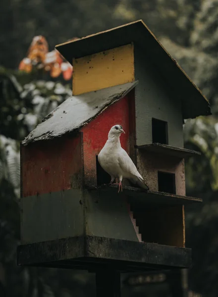 Ein Vogel Nest Eines Hauses — Stockfoto