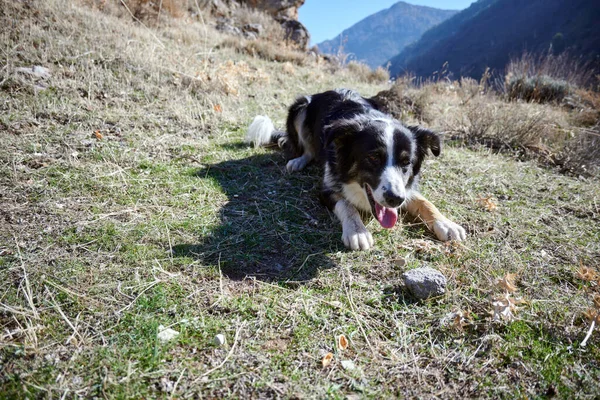 山里的狗 — 图库照片