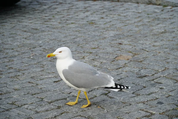 Mås Stranden — Stockfoto