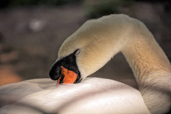 Primer Plano Cisne — Foto de Stock