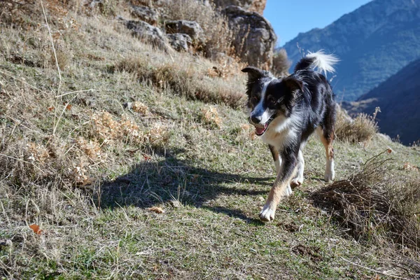 Dağlarda Bir Köpek — Stok fotoğraf