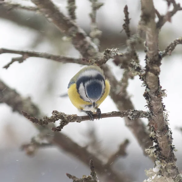 Vista Pequeno Pássaro Sentado Ramo — Fotografia de Stock