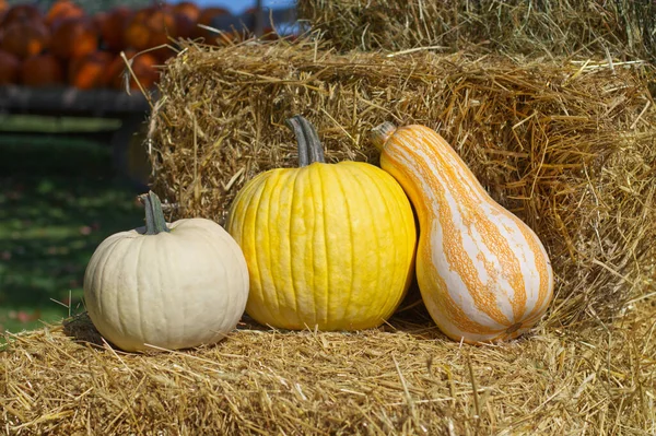 Pumpkins Hay — Stock Photo, Image