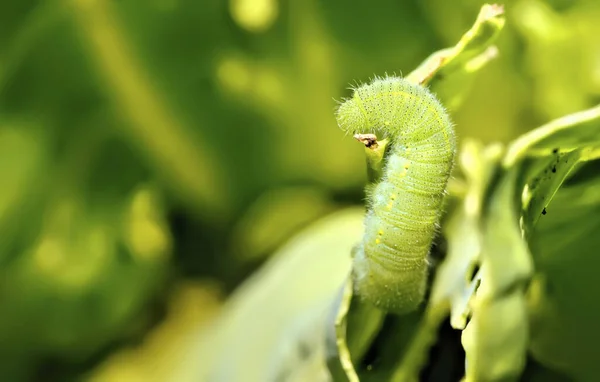 Groene Rups Een Plant — Stockfoto