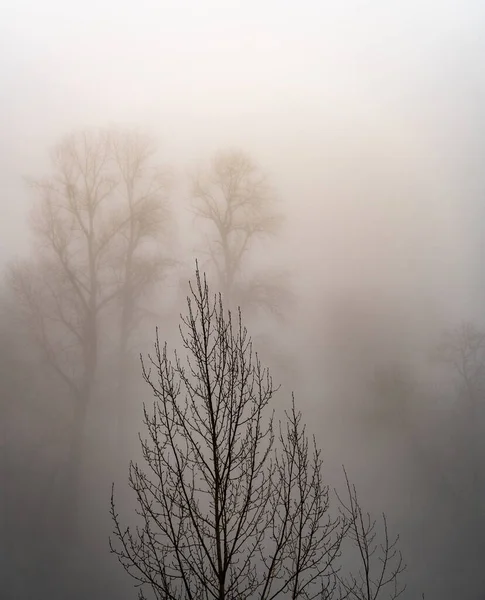 Nebbia Nebbia Mattutina Nella Foresta — Foto Stock
