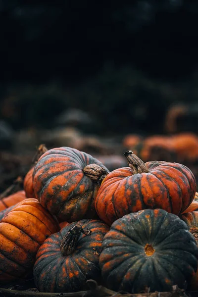 Halloween Pumpkins Table — Stock Photo, Image