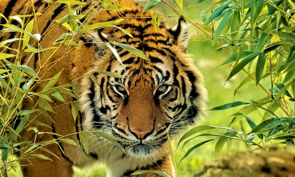 Όμορφη Τίγρη Στη Ζούγκλα — Φωτογραφία Αρχείου