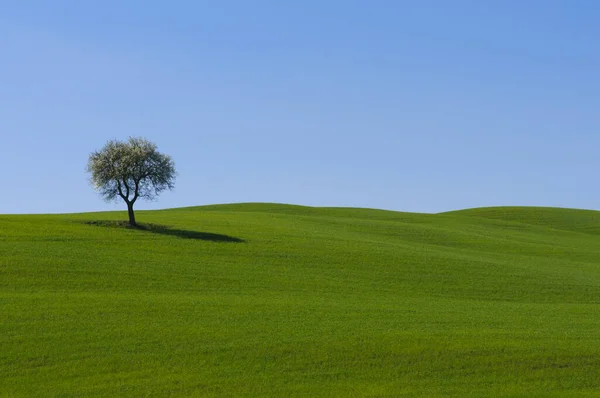 Groen Veld Met Een Blauwe Lucht — Stockfoto