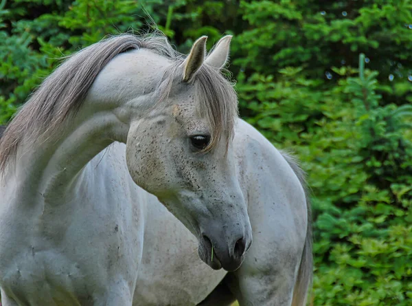 Wit Paard Paddock — Stockfoto