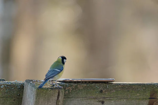 Bir Dalda Oturan Küçük Kuşun Görüntüsü — Stok fotoğraf