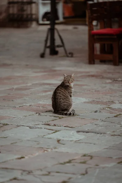 แมวน งอย บนถนน — ภาพถ่ายสต็อก