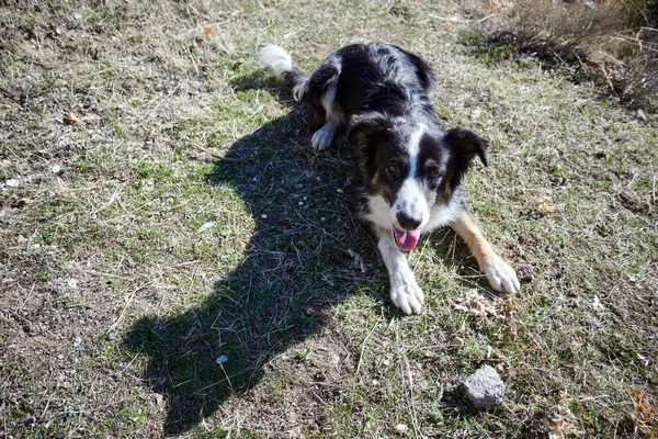 Perro Parque — Foto de Stock