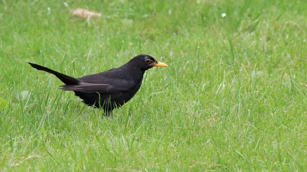 Cuervo Negro Sobre Una Hierba Verde —  Fotos de Stock