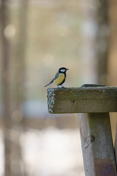 Blick Auf Den Kleinen Vogel Auf Einem Ast — Stockfoto