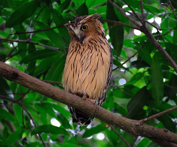Красивая Птица Ветке Дерева — стоковое фото