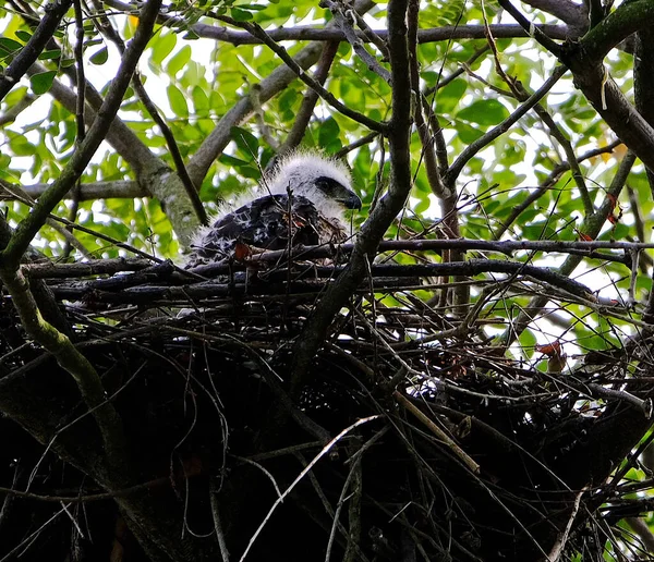 Nid Oiseaux Dans Forêt — Photo