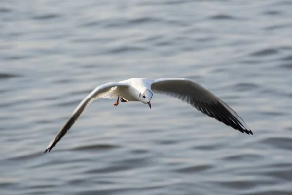 Mouette Volant Dans Mer — Photo