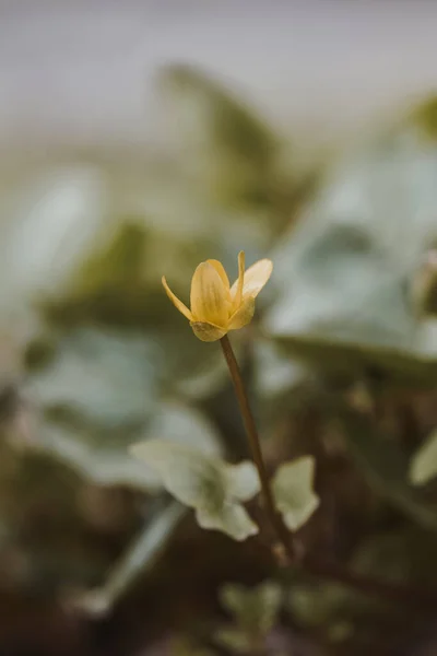 Hermoso Plano Botánico Fondo Pantalla Natural — Foto de Stock