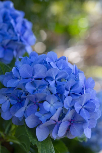 Flores Hortensias Azules Jardín —  Fotos de Stock