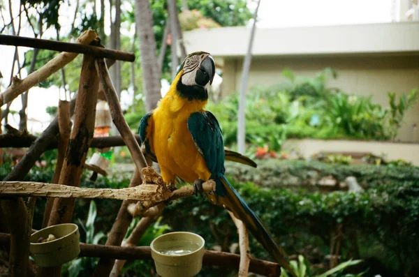 Papagaio Amarelo Sentado Galho Árvore — Fotografia de Stock