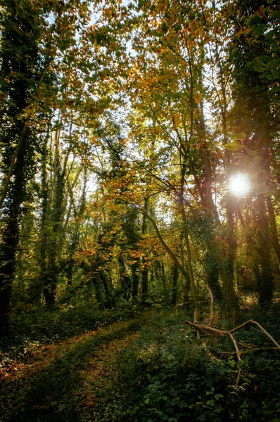 Ağaçlar Yapraklarla Dolu Güzel Bir Sonbahar Ormanı — Stok fotoğraf