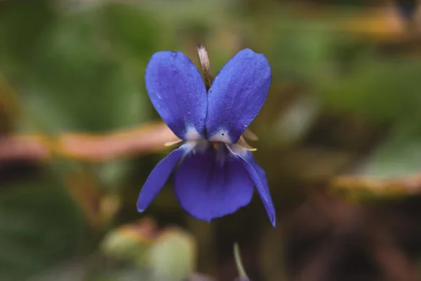 Schöne Blumen Garten — Stockfoto