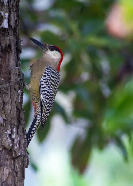 Pájaro Está Sentado Una Rama Árbol Bosque — Foto de Stock