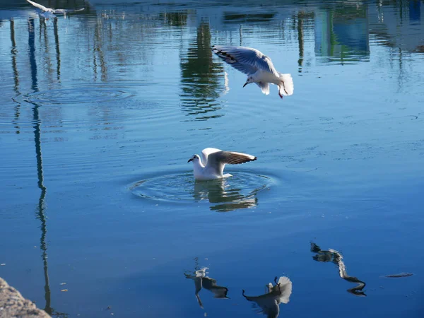 Racek Plave Vodě — Stock fotografie