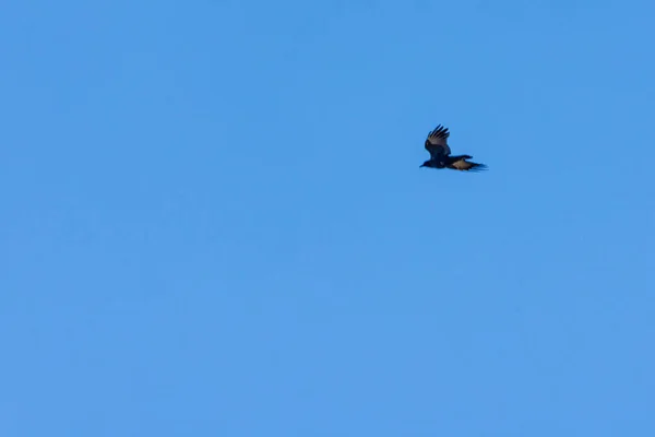 Ein Vogel Fliegt Den Himmel — Stockfoto