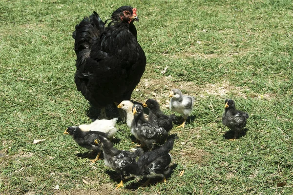 Kycklingar Gården — Stockfoto