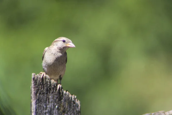 Scenic View Beautiful Bird Nature — Stock Photo, Image