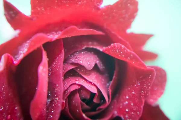 Belle Rose Rouge Avec Des Gouttes Eau — Photo