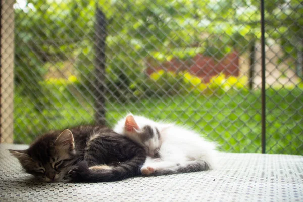 Mignon Chat Couché Sur Rue — Photo