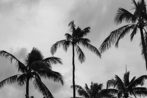 Красивий Тропічний Пляж Пальмами Небом — стокове фото
