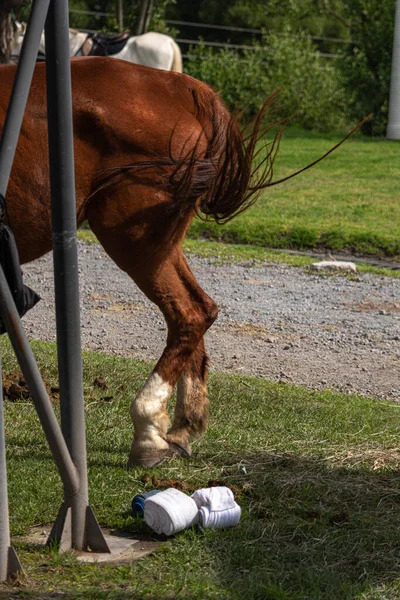 Cheval Dans Paddock — Photo