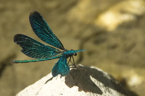 Hermosa Mariposa Una Flor — Foto de Stock