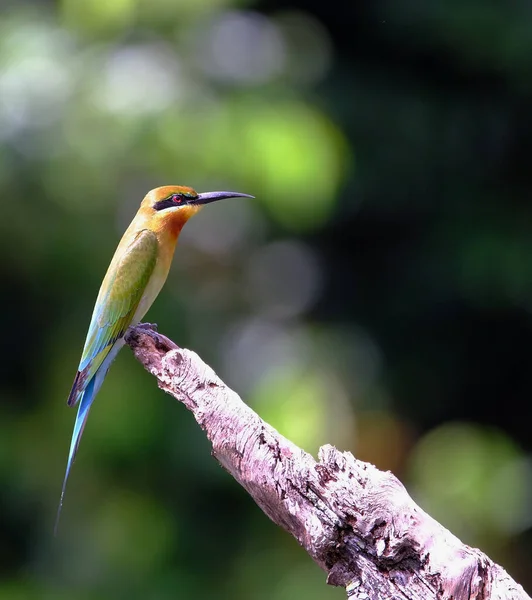 Eisvogel Alcedo Atthis Vogel Wildtiere Blau Grün Gelb Schön Natürlich — Stockfoto