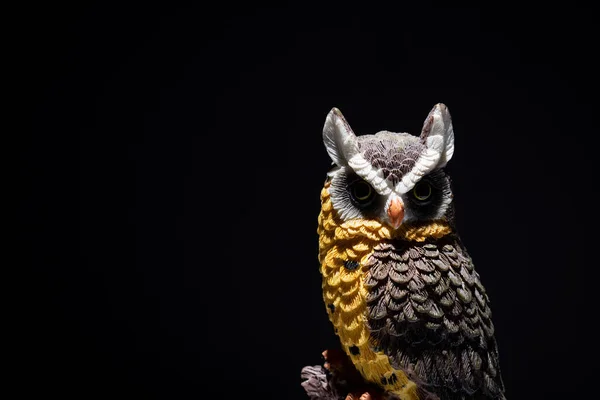 Птица Сова Животное Дикая Природа Фауна Хищник Портрет Черный Фон — стоковое фото