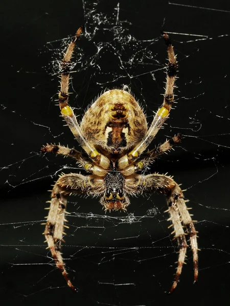 Spider Web Site — Stock Photo, Image