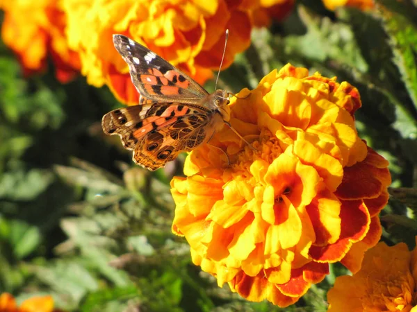 Çiçekteki Kelebek — Stok fotoğraf