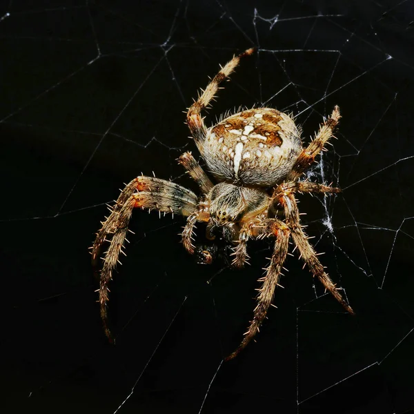 Αράχνη Web Μαύρο Φόντο — Φωτογραφία Αρχείου