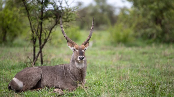 Afrikaanse Antilope Savanne Van Kenya — Stockfoto