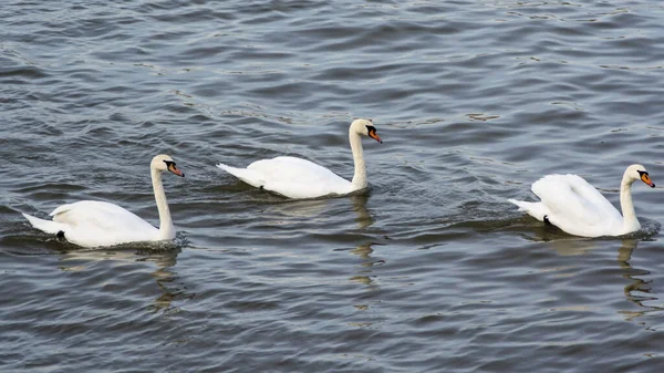 Cisnes Brancos Lago — Fotografia de Stock