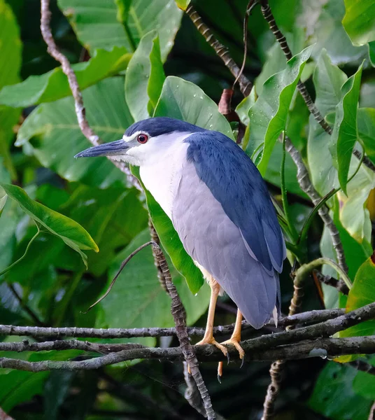 Ein Vogel Sitzt Auf Einem Ast Eines Baumes — Stockfoto