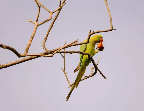 鳥が木の枝に座っています — ストック写真